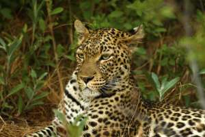 Moremi Leopard