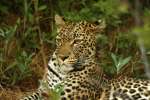 Moremi Leopard 
