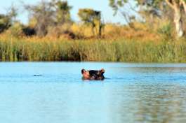 Hippo In the Delta 