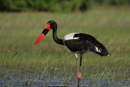 Saddle-billed Stork Moremi 