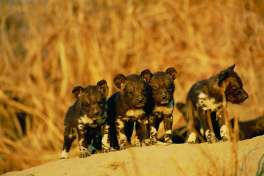 Wild dogs in Khwai 