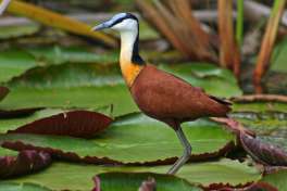 African Jacana on Lilly 