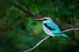 Woodland Kingfisher Botswana 
