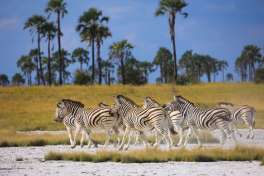 Zebra at Salt Pans 