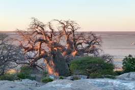 Baobab Trees by Salt Pan 