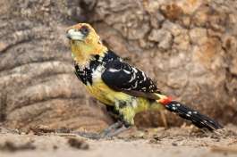 Crested Barbet Botswana 