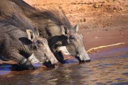 Warthogs drinking at Chobe 