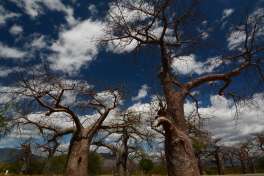 Baobab Valley South Tanzania 