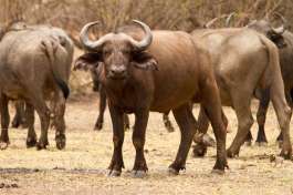 South Luangwa Buffalo 