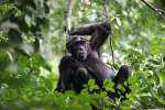 Chimp trekking Uganda 