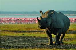 Rhino at Lake Nakuru 