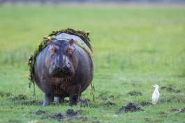Chobe River Hippo 