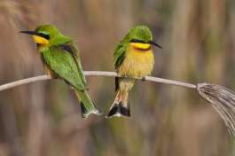 Bee-eaters Botswana 