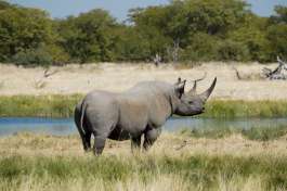 Black Rhino in Etosha 