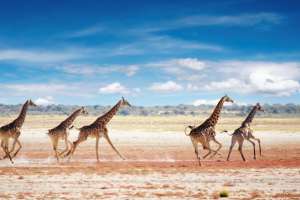 Giraffe Running in Etosha National Park
