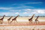 Giraffe Running in Etosha National Park