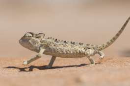 Chameleon in Namib Desert 