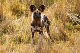 Moremi Wild Dog 