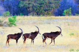 Sable Antelope Hwange National Park 