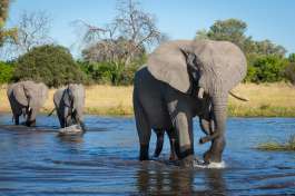 Elephants in Khwai 