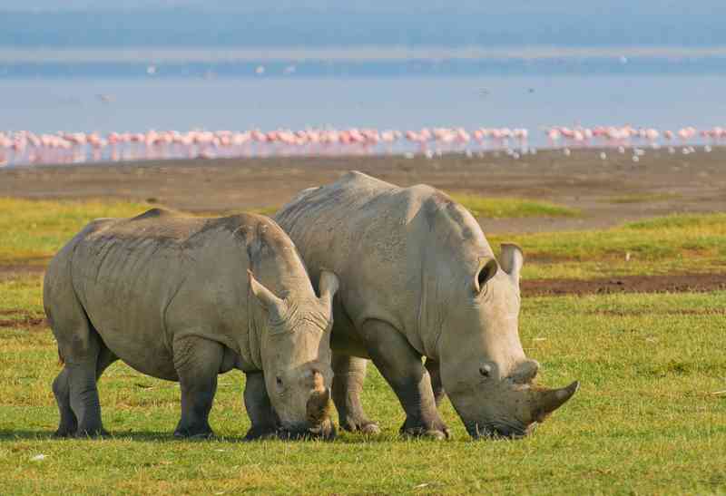 Lake Nakuru Rhinos