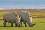 Lake Nakuru Rhinos