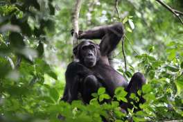Chimpanzee Murchison Falls Uganda 