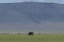 Ngorongoro Crater Elephant 