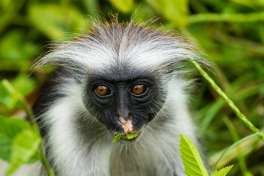 Red Colobus Zanzibar 