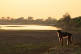 Baboon at sunrise in South Luangwa  