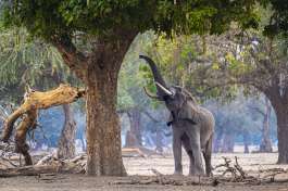 South Luangwa Elephant 
