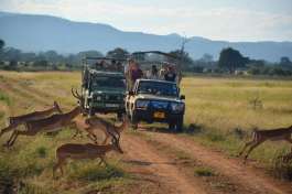 Mikumi Optional Game Drive 
