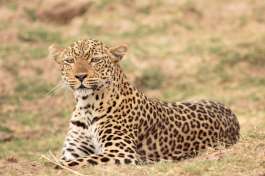South Luangwa Leopard 