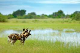 Moremi Wild Dogs 
