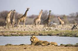 Lions at the Waterhole Etosha National Park 