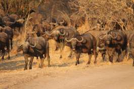 South Luangwa Buffalo 