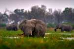 Okavango Elephants, Moremi Botswana
