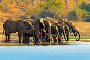 Elephants Drinking at Chobe River