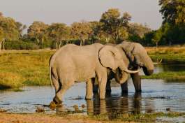Moremi Elephants 
