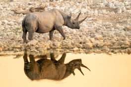 Black Rhino Etosha National Park 