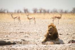 Lion at Water Hole in Etosha 