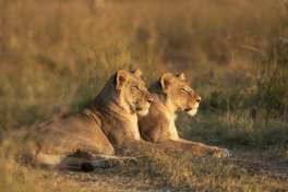Lions in Khwai, Botswana 