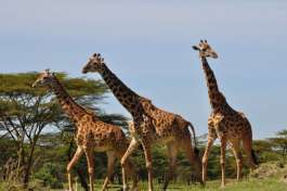 Mikumi National Park Giraffes 