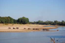 South Luangwa Hippos 