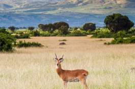 Cob Antelope Queen Elizabeth National Park 