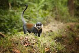 L'Hoest's Monkey Rwanda 