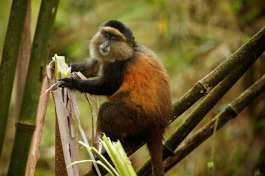 Golden Monkey Rwanda 