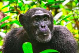 Rwanda Chimpanzee trekking 
