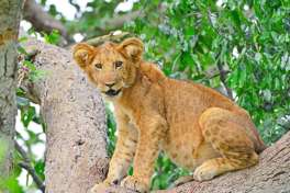 Queen Elizabeth National park Tree Climbing Lions 