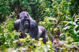 Rwanda Gorilla trekking 